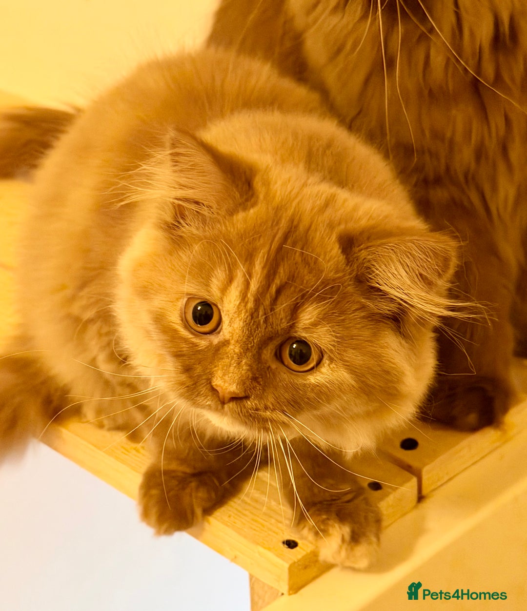 British Longhair cats for sale: Champion line kittens with excellent pedigrees - Advert 6