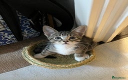Mixed Breed cats for sale: Adorable kittens ready for loving homes! - Image 12