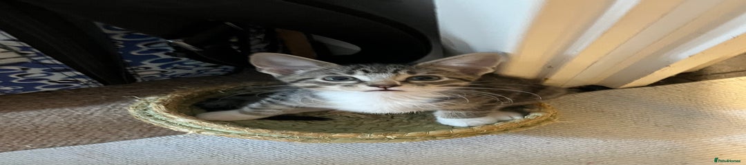 Mixed Breed Kitten 2