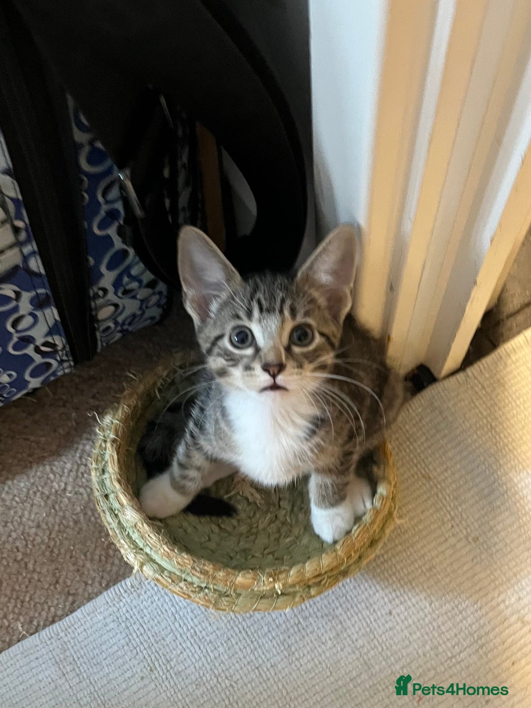 Mixed Breed cats for sale: Adorable kittens ready for loving homes! - Image 12