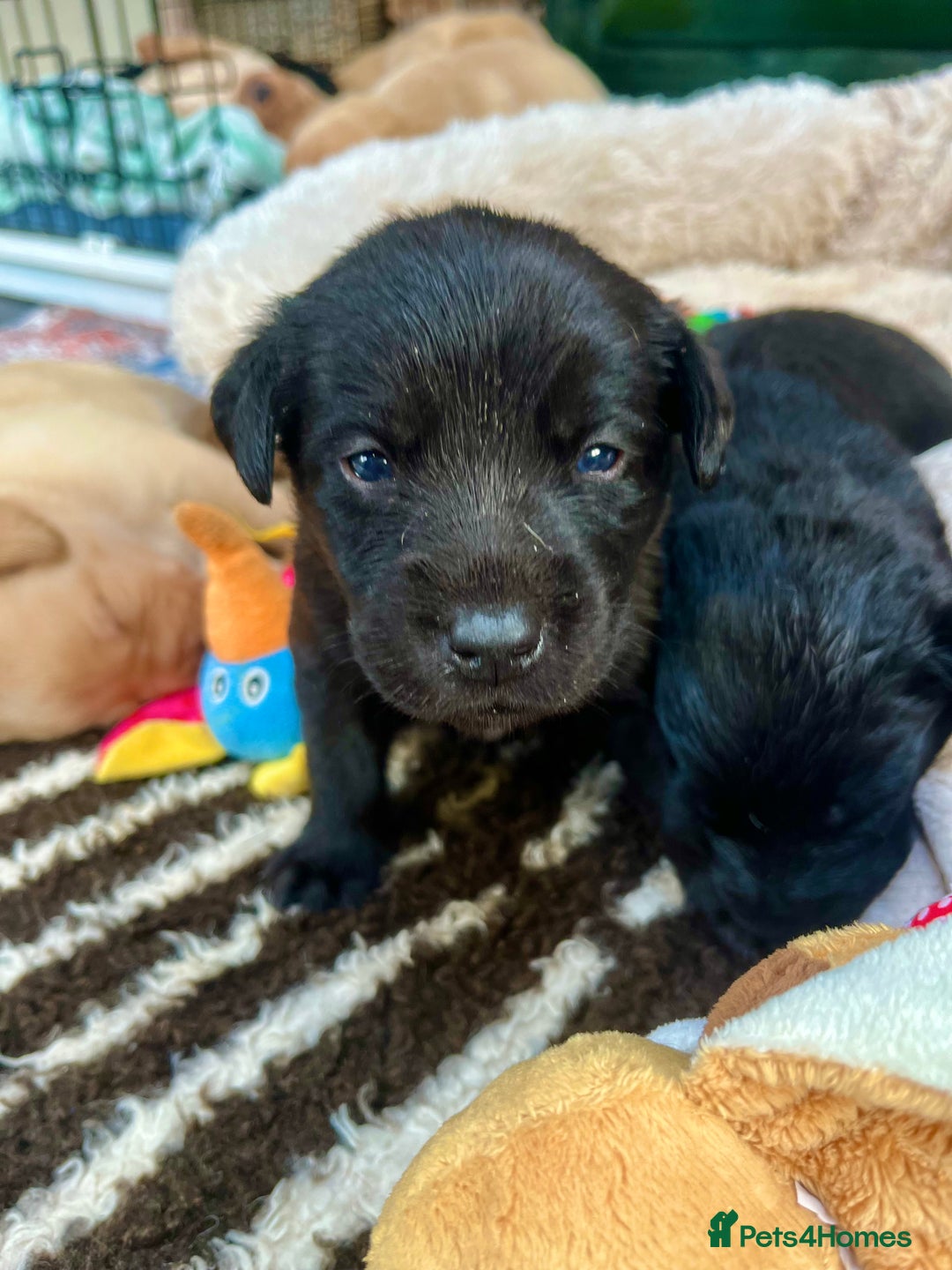 Labrador Retriever dogs for sale: 🐾 Ready 13th Oct. KC vet approved only 3 left 💕 - Image 29