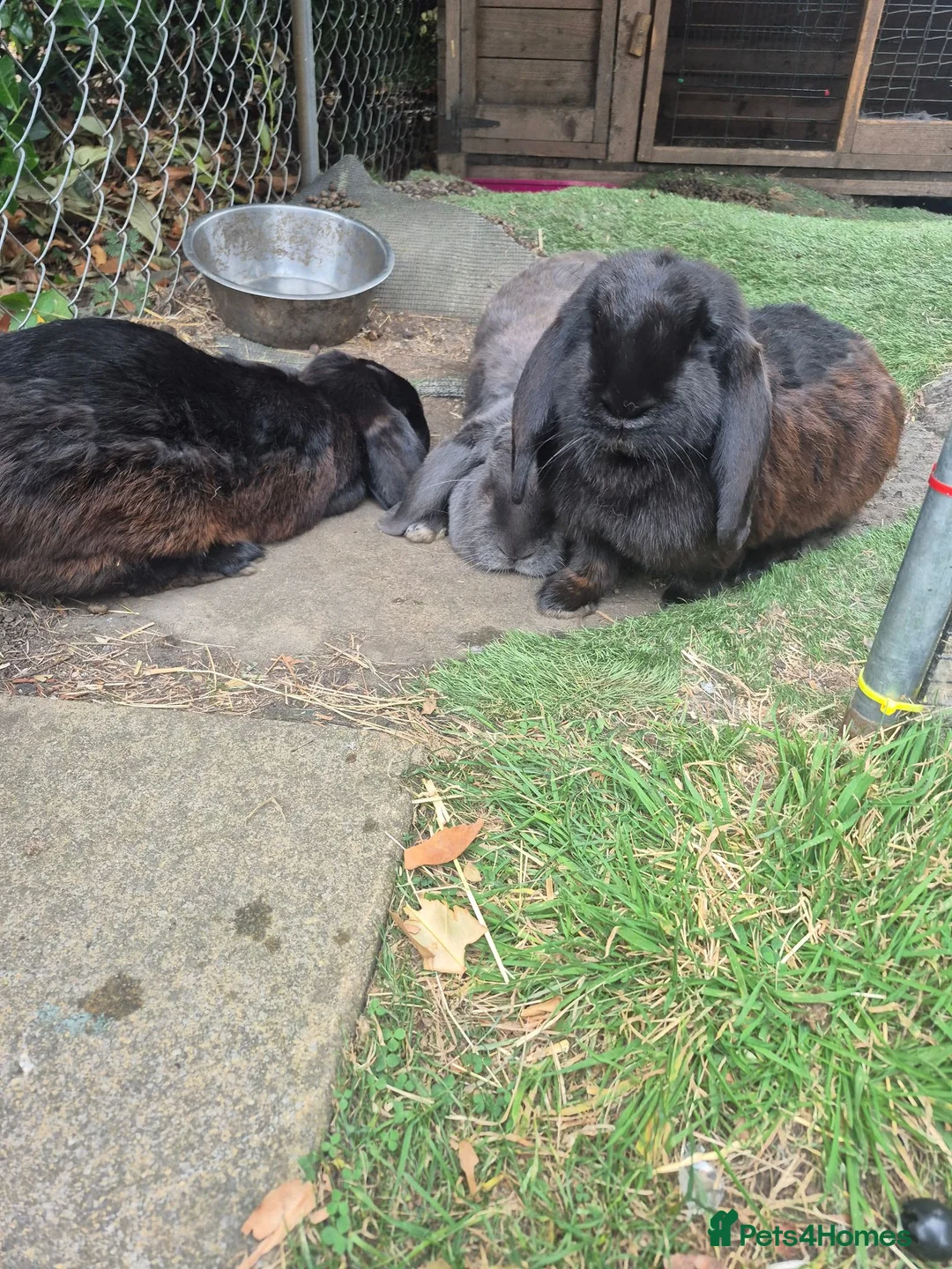 French Lop rabbits for sale: Female giant French lops - Advert 5