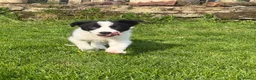 Border Collie dogs for sale: Border collie puppies.  - Advert 6