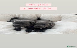 Staffordshire Bull Terrier dogs for sale: Orange Collar Puppy  - KC registered Blue ‘Bullscaff Pharaon’ Staffy Boy - Image 12