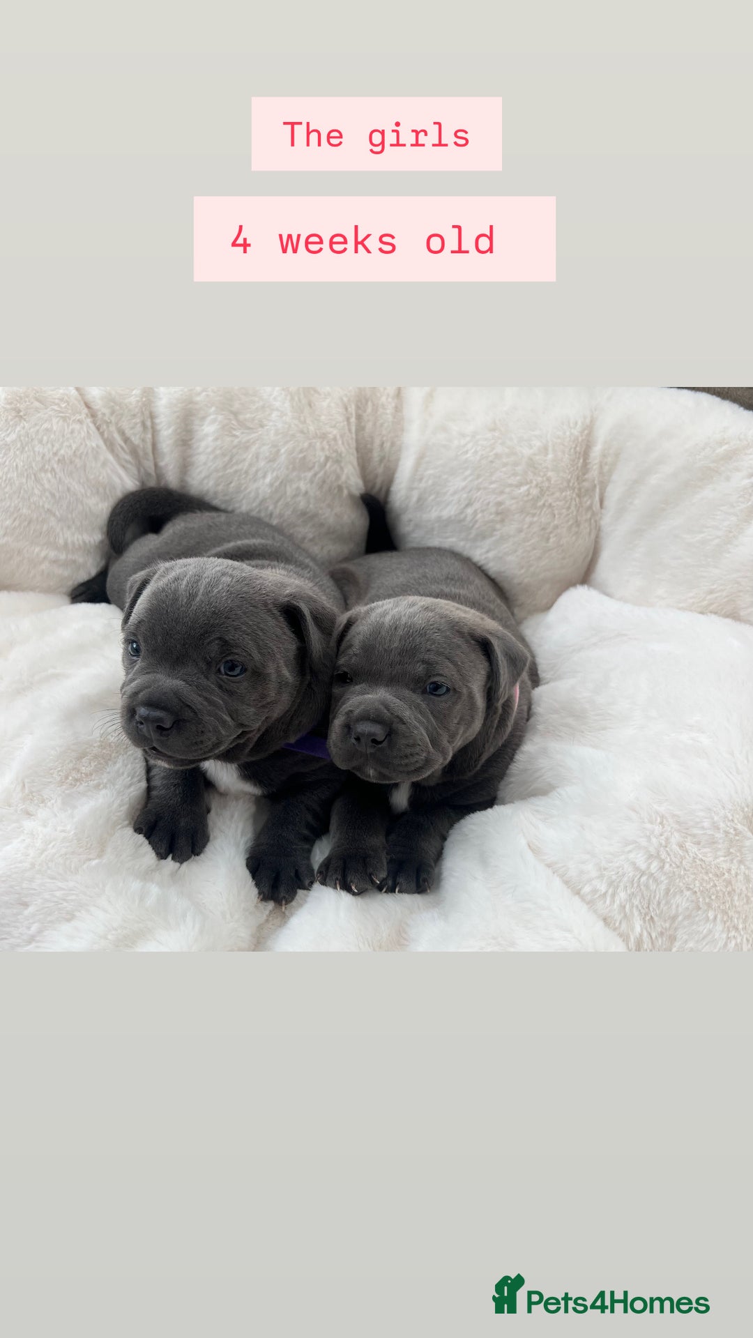Staffordshire Bull Terrier dogs for sale: Orange Collar Puppy  - KC registered Blue ‘Bullscaff Pharaon’ Staffy Boy - Image 12