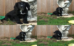 Cocker Spaniel dogs for sale: Ready Now Kc Reg Cocker Spaniel Puppies  - Image 3