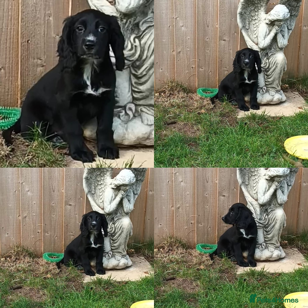 Cocker Spaniel dogs for sale: Ready Now Kc Reg Cocker Spaniel Puppies  - Image 3