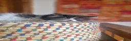 Exotic cats for sale: Persian exotic kittens ready now! - Advert 4