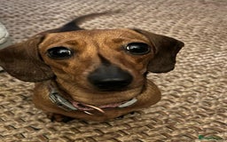 Miniature Dachshund dogs for sale: Female Miniature Dachshund  - Image 3