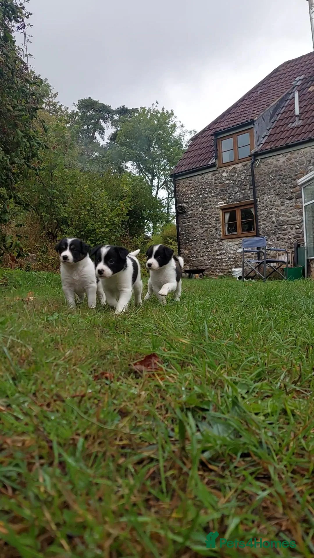 Border Collie dogs for sale: 4 Border Collie Puppies (2m/2f) in Dorchester - Advert 5