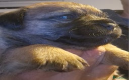 Border Terrier dogs for sale: TOP QUALITY BORDER TERRIER PUPPYS.  - Image 2