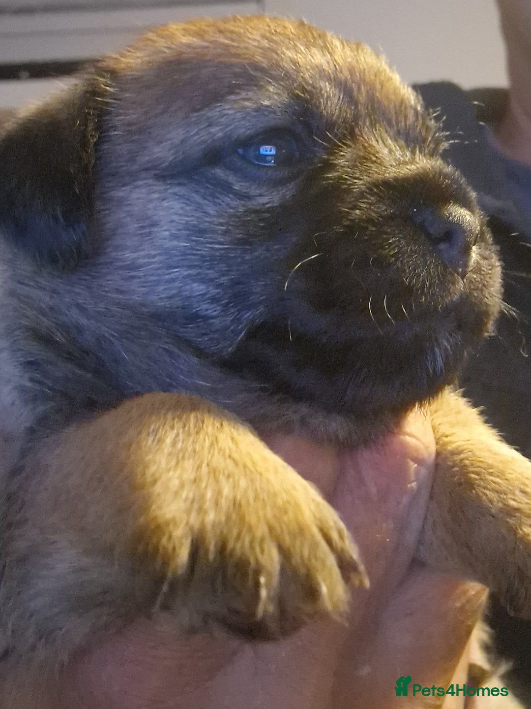 Border Terrier dogs for sale: TOP QUALITY BORDER TERRIER PUPPYS.  - Image 2