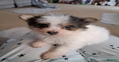 Mixed Breed dogs - Advert 6