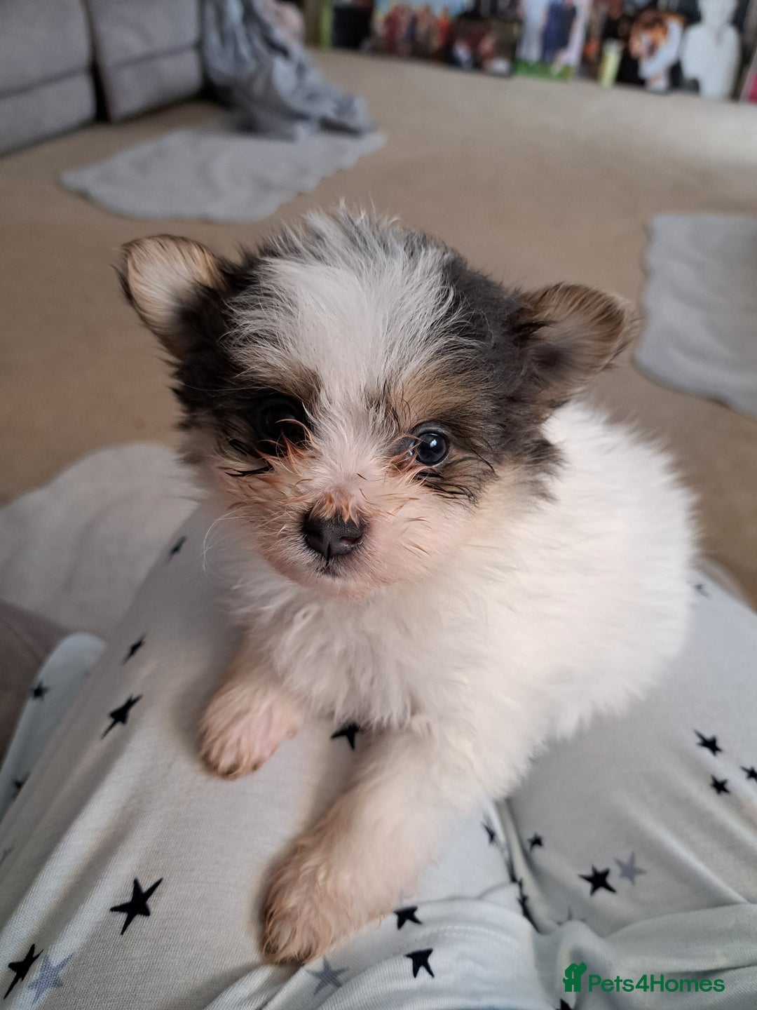 Mixed Breed dogs for sale: Beautiful Pomchon puppies FOR SALE - Image 3