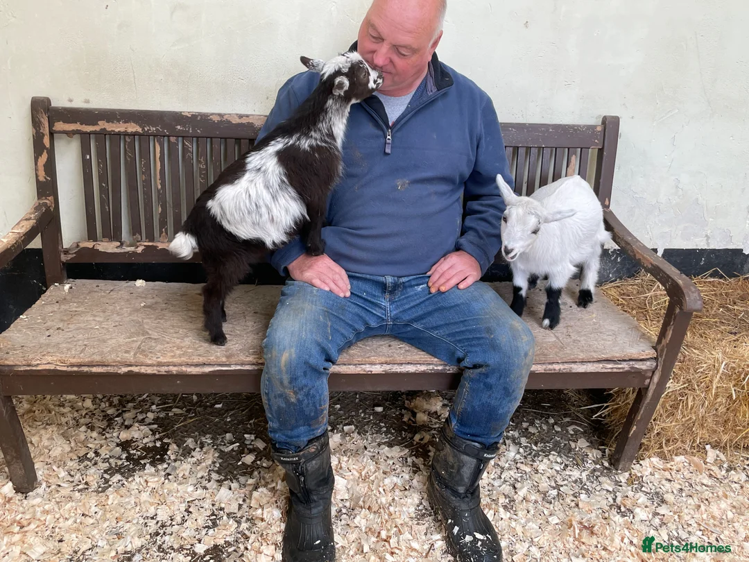 Goats livestock for sale: Disbudded Female Pygmy Goats Very Tame - Advert 2