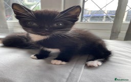 Mixed Breed cats for sale: Gorgeous kittens black and white - Image 4