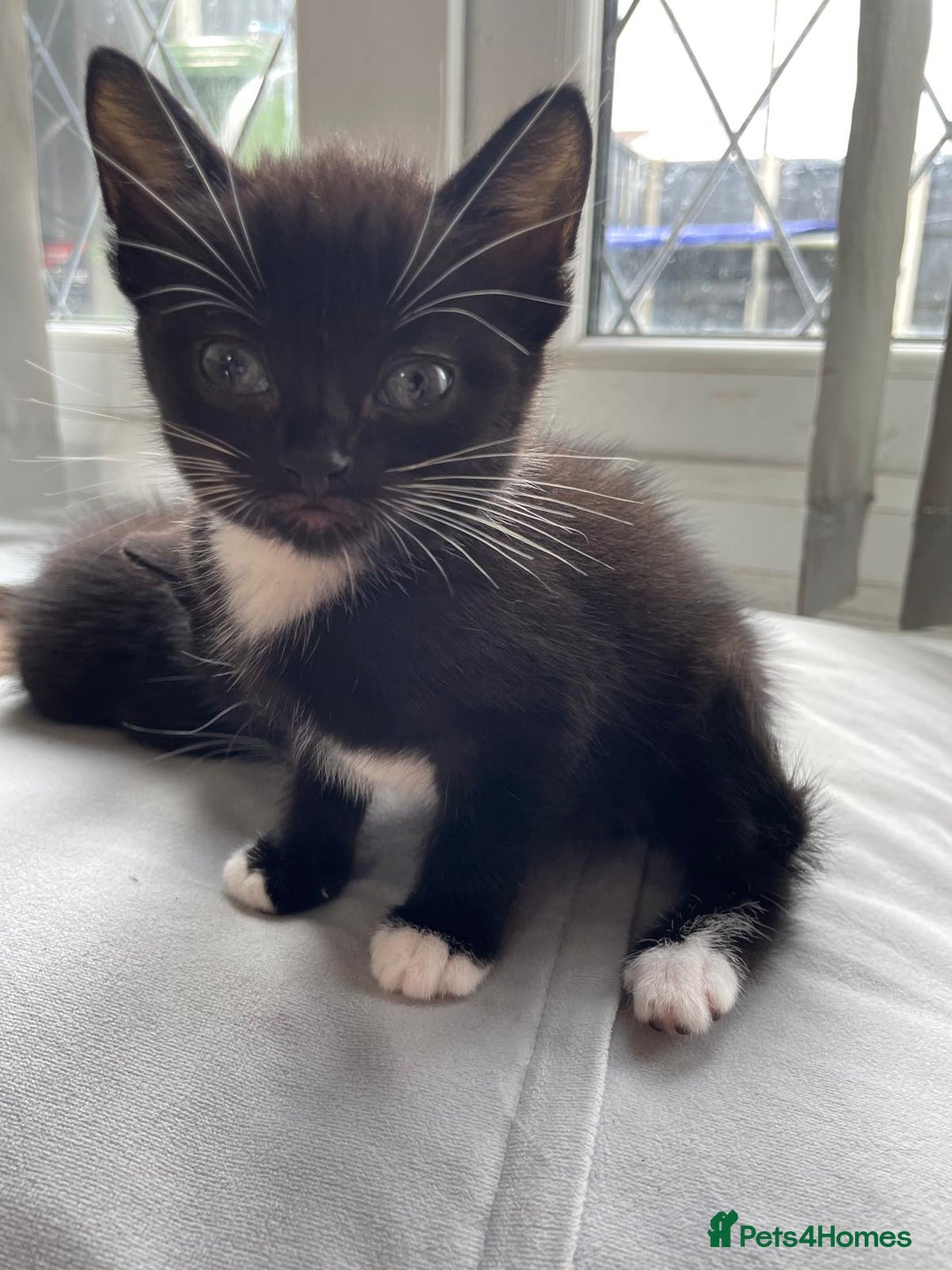 Mixed Breed cats for sale: Gorgeous kittens black and white - Image 4