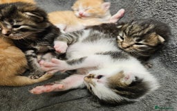 Mixed Breed cats for sale: GINGER GIRL AND TABBY BOY  - Image 9