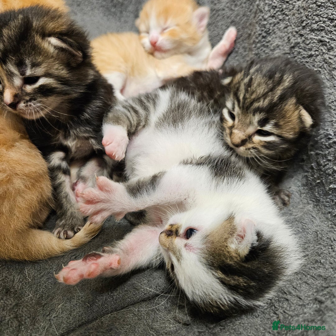 Mixed Breed cats for sale: GINGER GIRL AND TABBY BOY  - Image 9