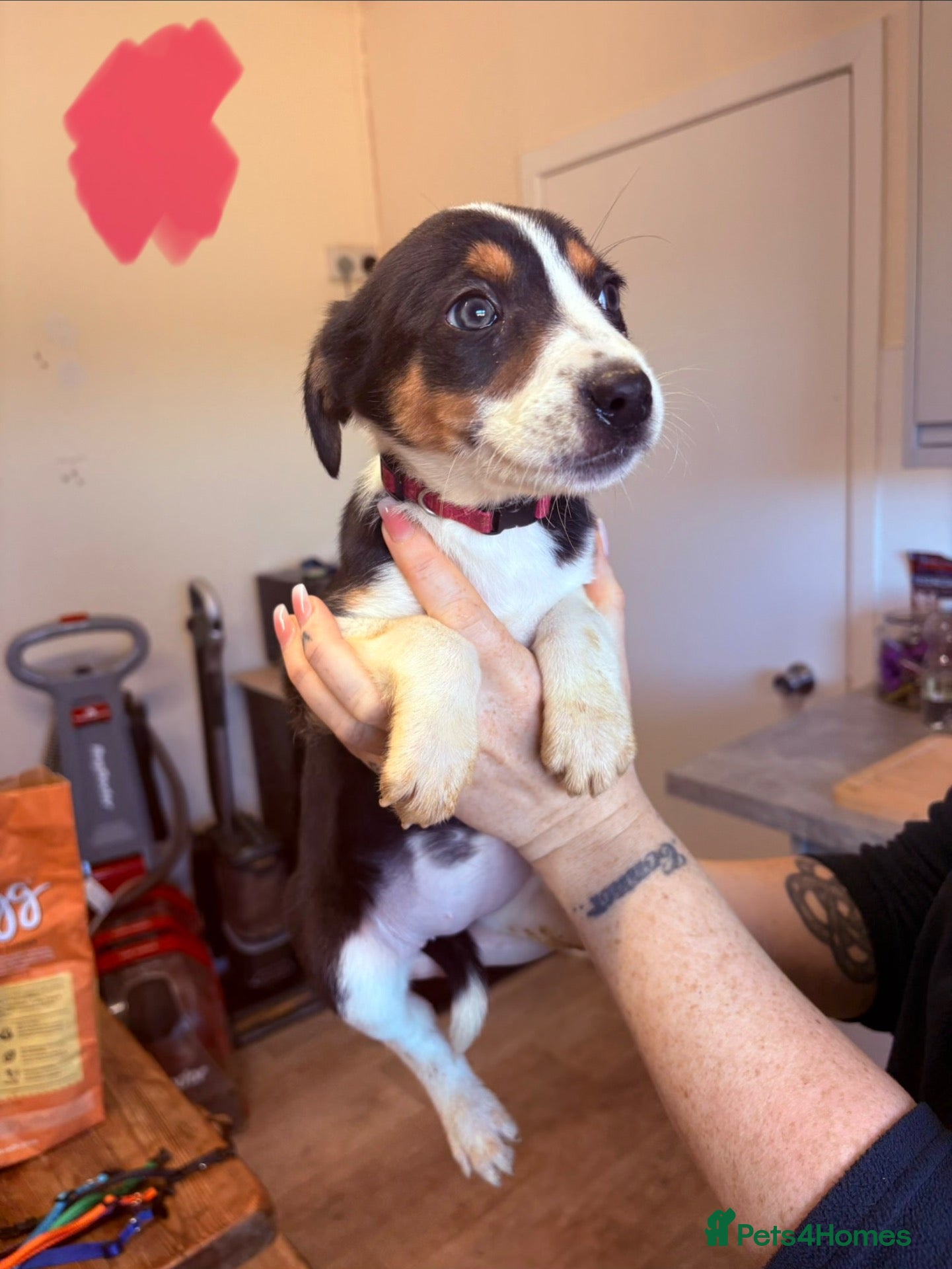 Mixed Breed dogs Border collie x Hunterway puppies - Advert 1