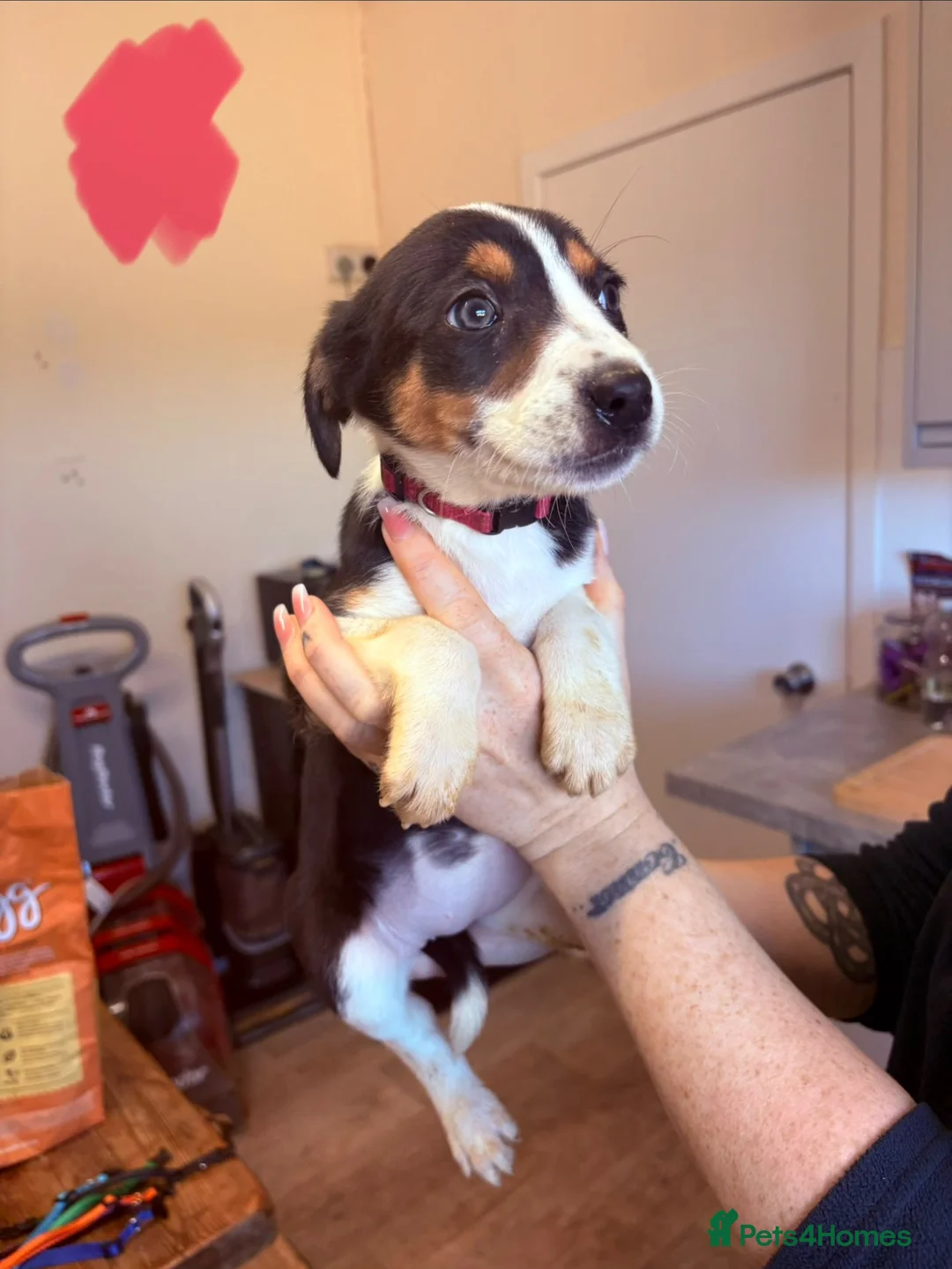 Mixed Breed dogs for sale: Border collie x Hunterway puppies in Crieff - Advert 1