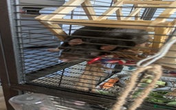 Rat rodents for sale: 2 Male rats arround 8 month - Advert 3