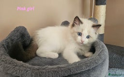 Ragdoll cats for sale: 2 Boys left Gccf £950 Ragdolls  - Image 20