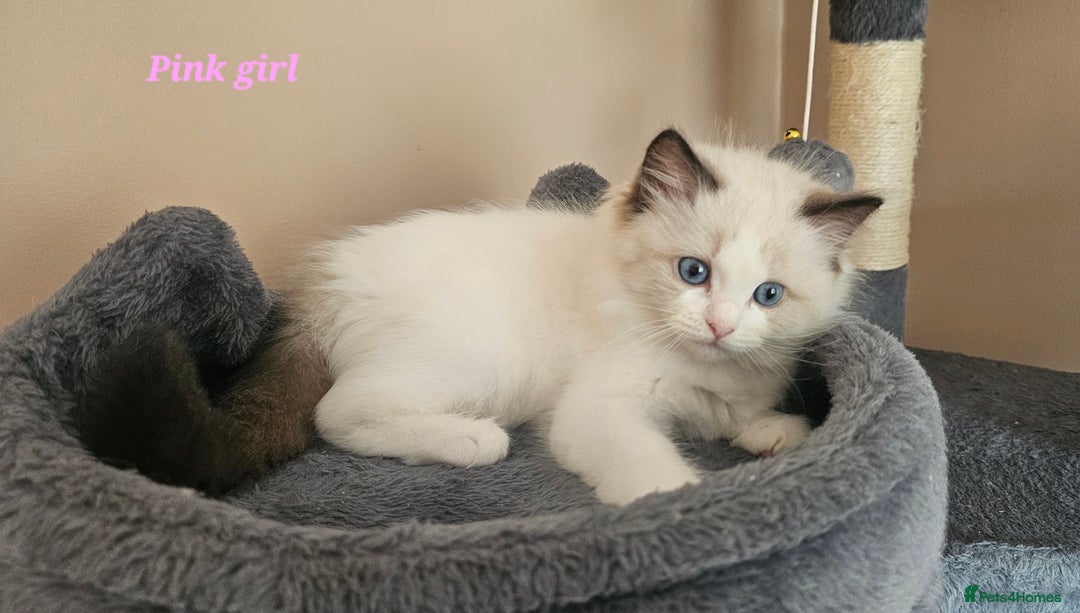 Ragdoll cats for sale: 2 Boys left Gccf £950 Ragdolls  - Image 20