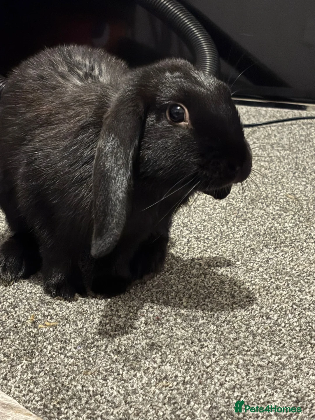 English rabbits for sale: Bought just before Christmas   - Advert 4