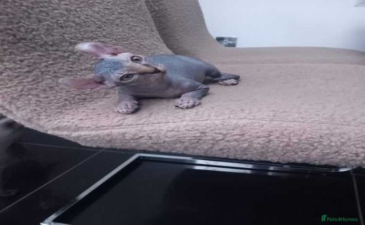 Sphynx cats - Advert 3