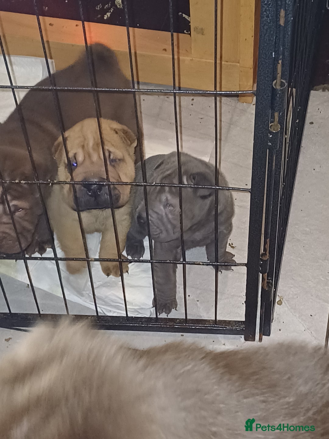Shar Pei dogs for sale: Only 3 left beautiful pups ready to leave  - Advert 14