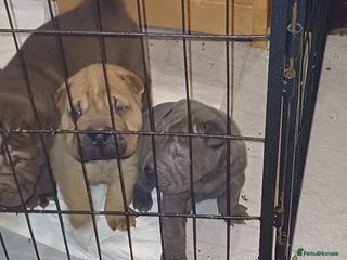 Shar Pei dogs Beautiful pups ready to leave on the 2nd January - Advert 4