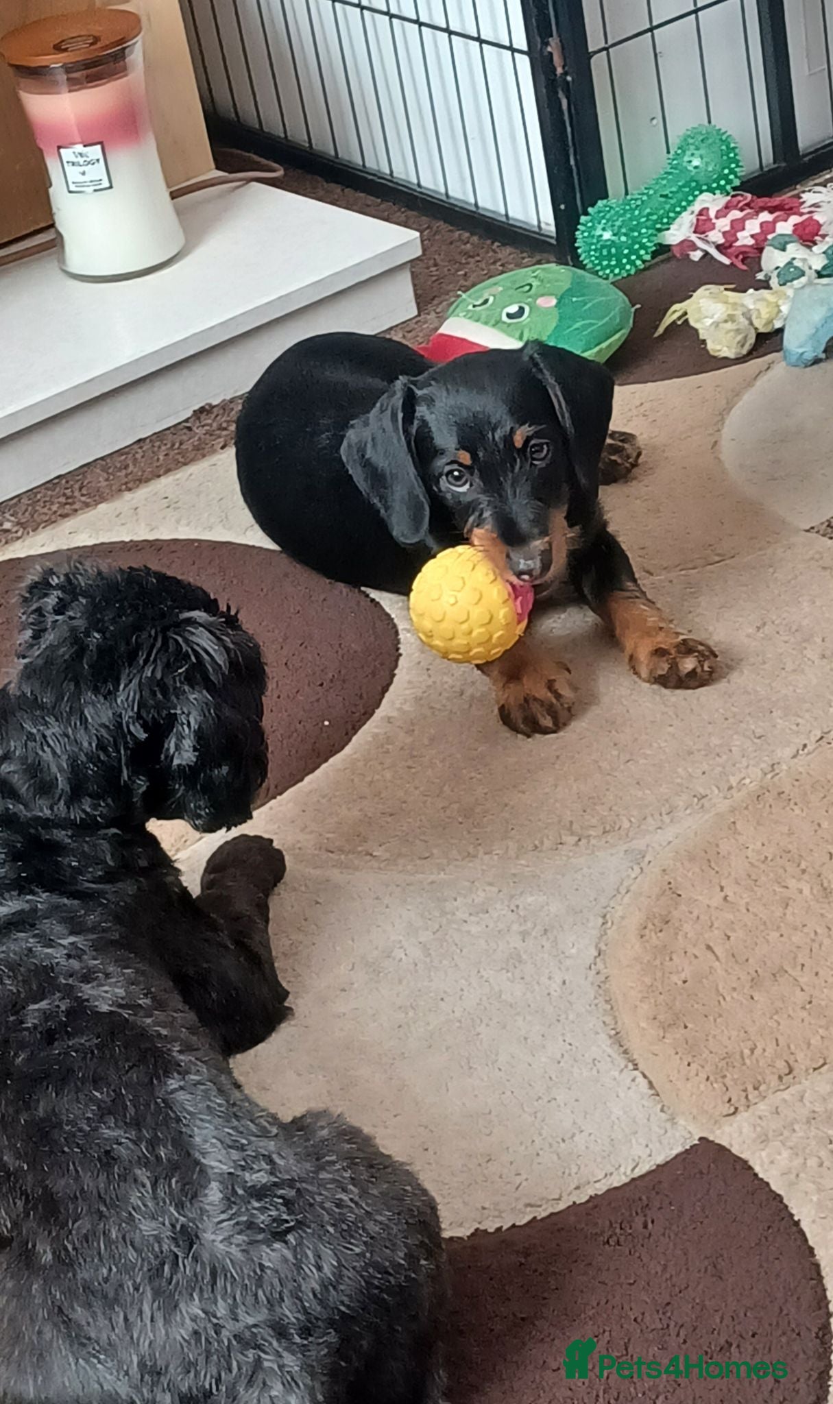 Doxiepoo dogs LAST LITTLE GIRL - NOW FULLY VACCINATED  - Advert 1