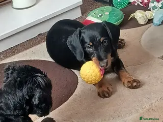 Doxiepoo dogs BEAUTIFUL LITTLE GIRL- NOW FULLY VACCINATED - Advert 13