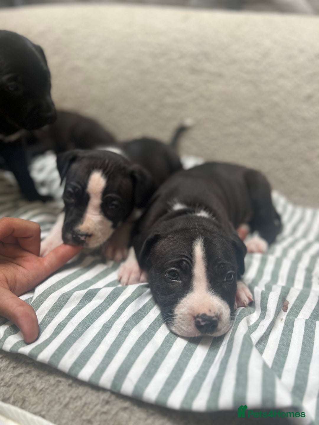 Staffordshire Bull Terrier dogs for sale: Beautiful mixstaffy looking for a forever home - Image 8