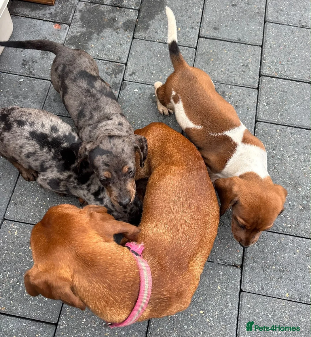 Dachshund dogs for sale: Dachshunds - Advert 2