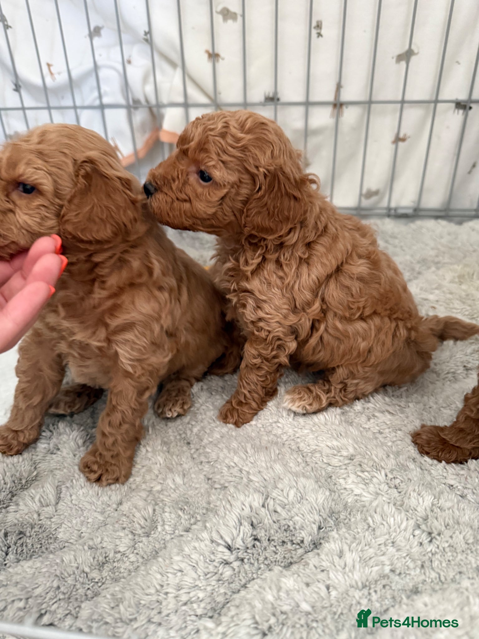 Miniature Poodle dogs Gorgeous miniature poodle puppies ✨ - Advert 15