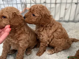 Miniature Poodle dogs Gorgeous miniature poodle puppies ✨ - Advert 15