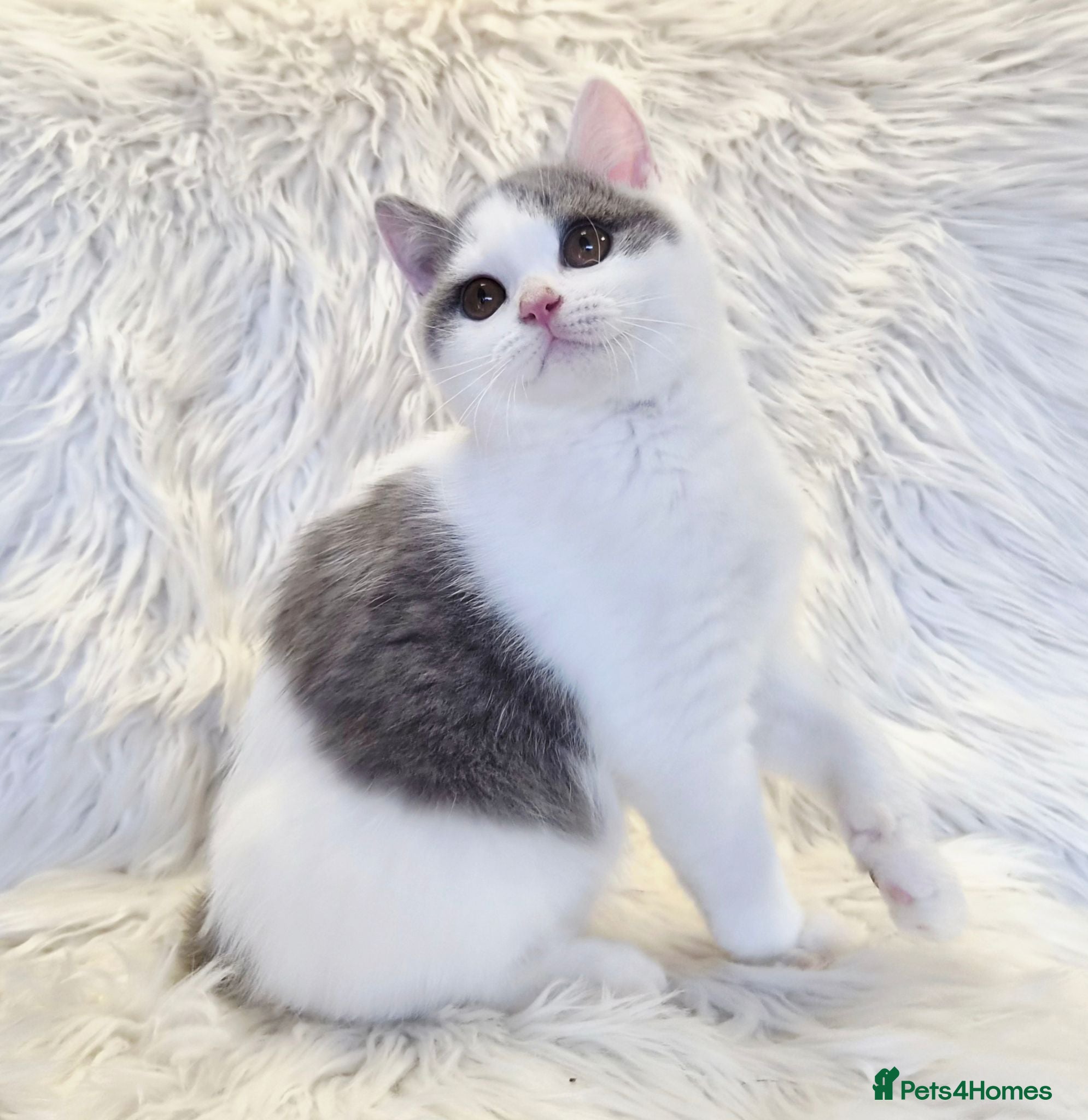 British Shorthair cats Gorgeous loving purr machines READY NOW - Advert 9