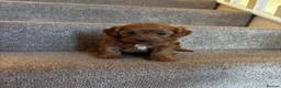 Cockapoo dogs for sale: One week and a half f1 cockapoos  - Advert 7