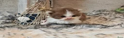 British Longhair cats for sale: Cinnamon & fawn bi colour longhair BLH  - Advert 2