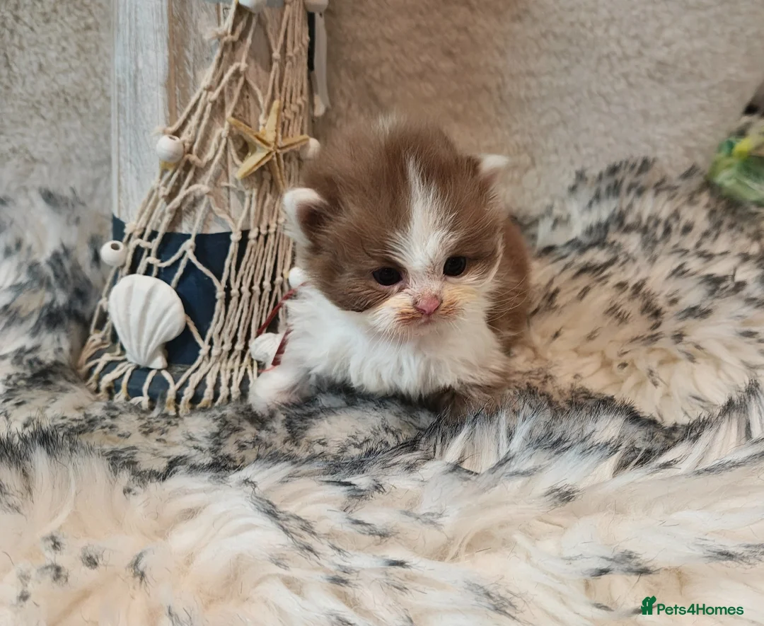British Longhair cats for sale: Cinnamon & fawn bi colour longhair BLH  - Advert 2