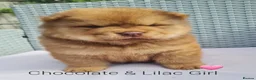 Chow Chow dogs for sale: Quality chow chow puppies.  - Advert 10
