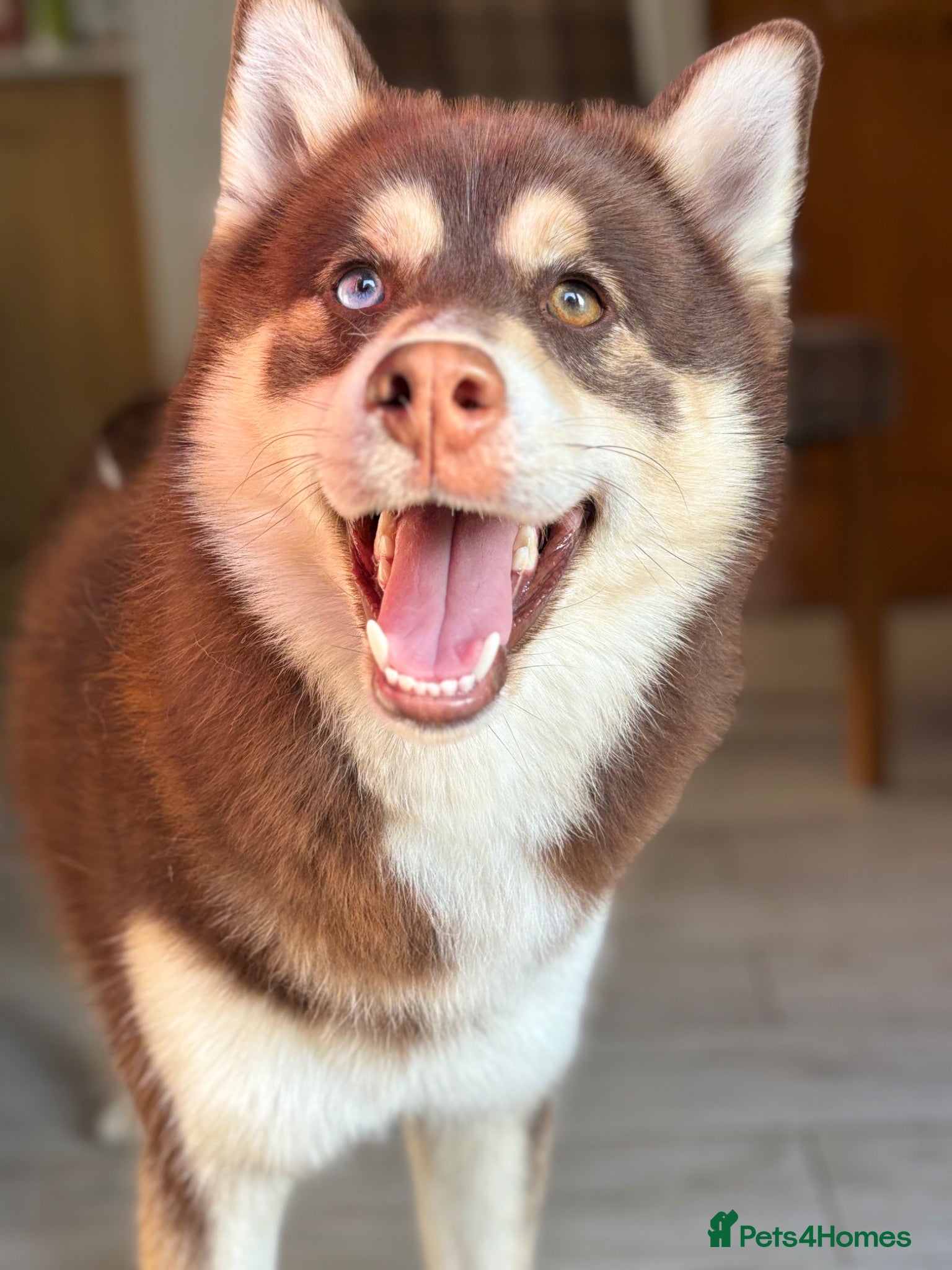 Pomsky dogs Beautiful brown Pomsky  - Advert 9