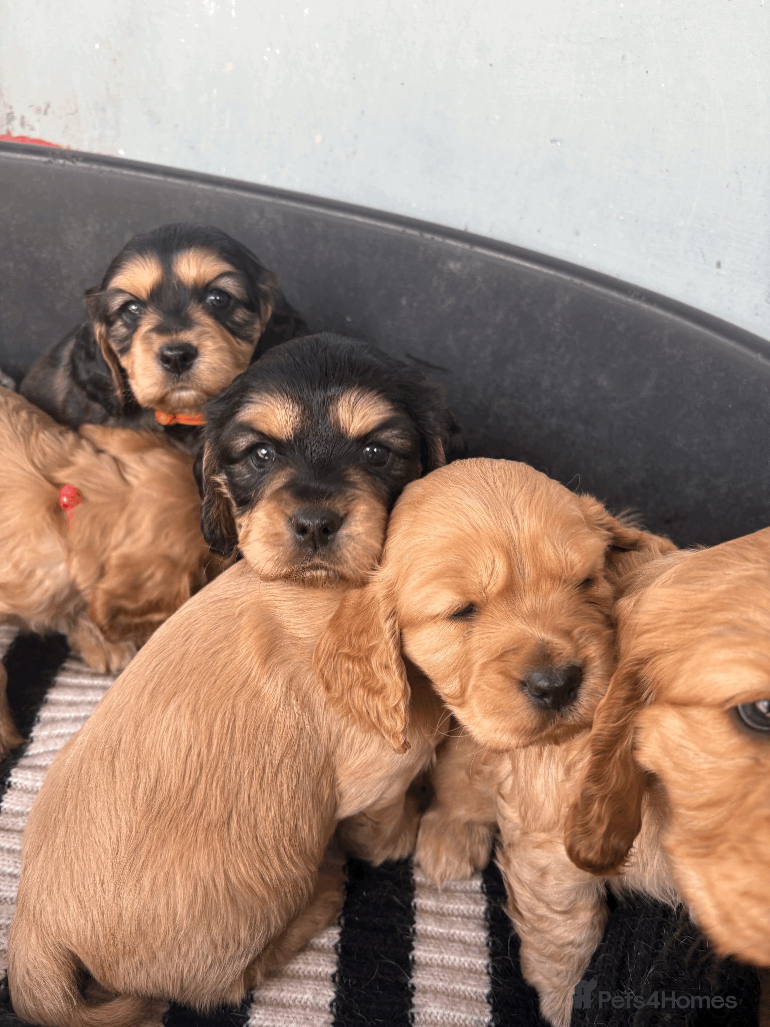 Cockalier dogs 6 BEAUTIFUL COCKERLIER PUPPIES - Advert 1