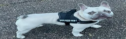 French Bulldog dogs for sale: Female frenchie rehome - Advert 1