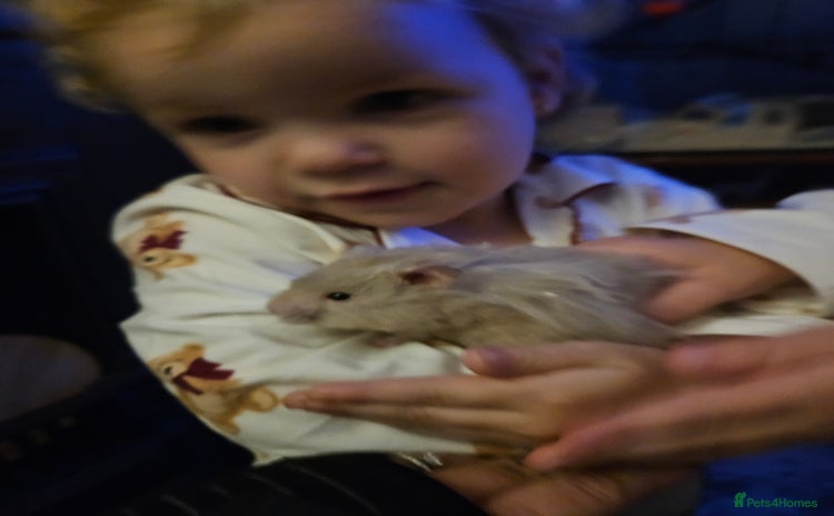 Hamster rodents - Advert 3