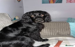Mixed Breed dogs for sale: Border collie/Cocker Spaniel  - Image 18