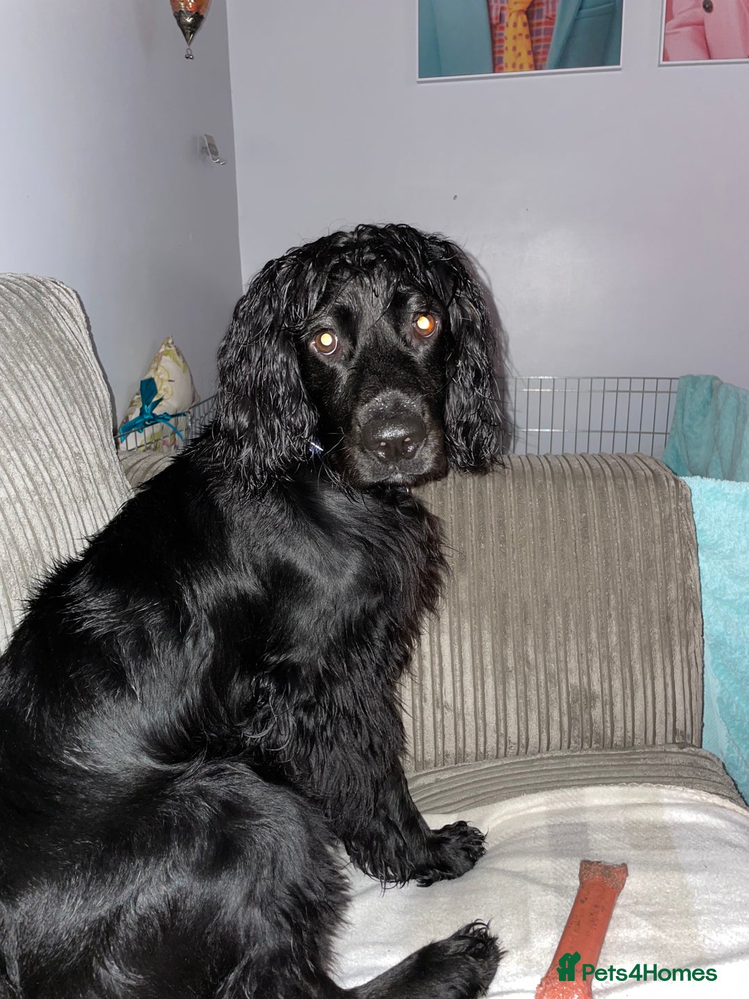 Mixed Breed dogs for sale: Border collie/Cocker Spaniel  - Image 18