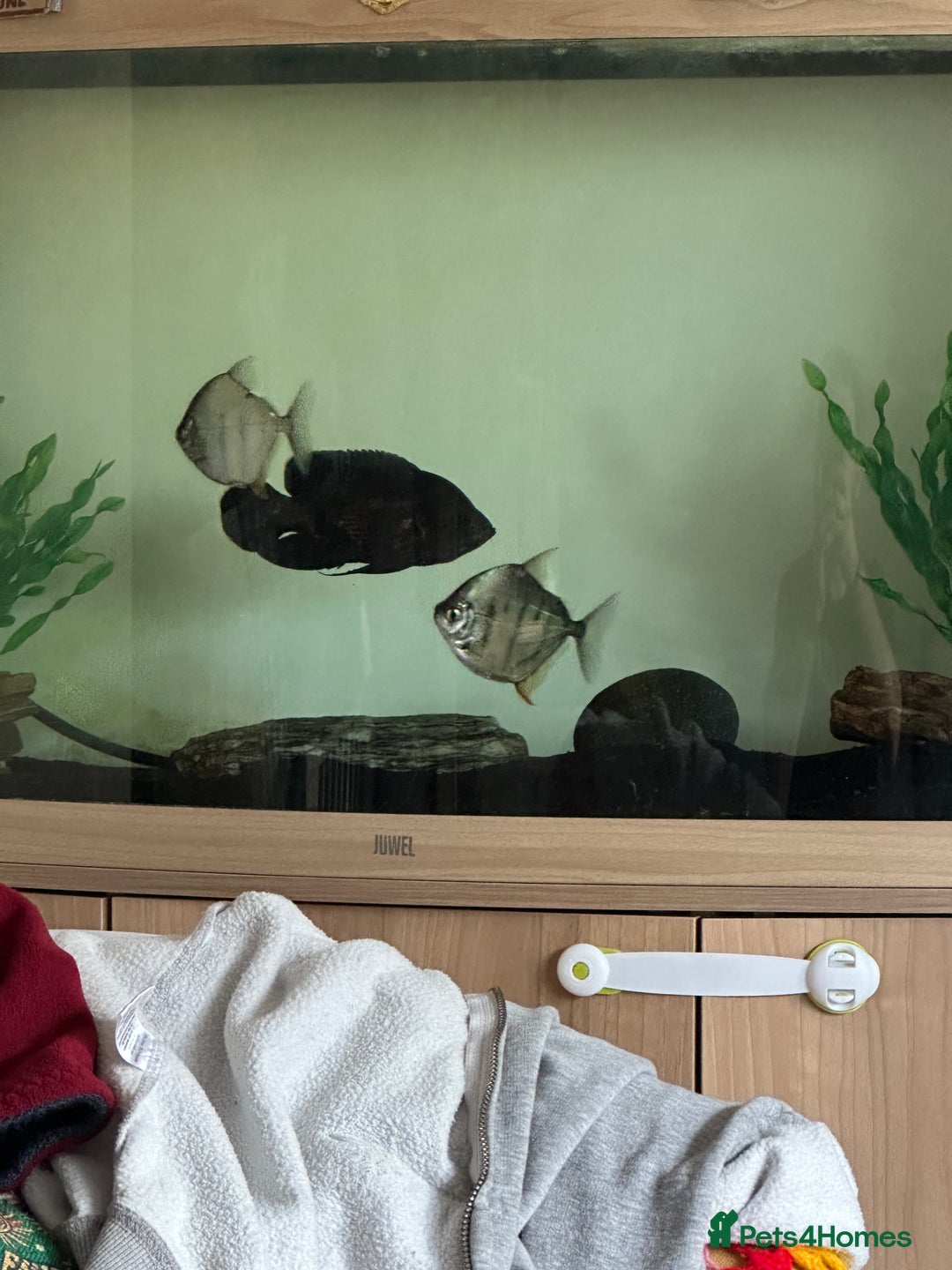 Piranhas fish for sale: Silver Dollar Monos  - Image 3